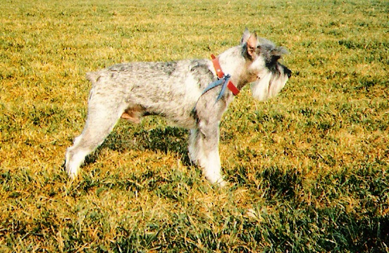 Adir-Národní výstava Bratislava 1990 (výborný 3)